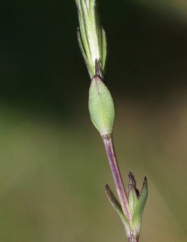 Gentiana nivalis / Genziana nivale